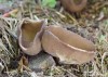 chřapáč obecný (Houby), Helvella acetabulum (Fungi)